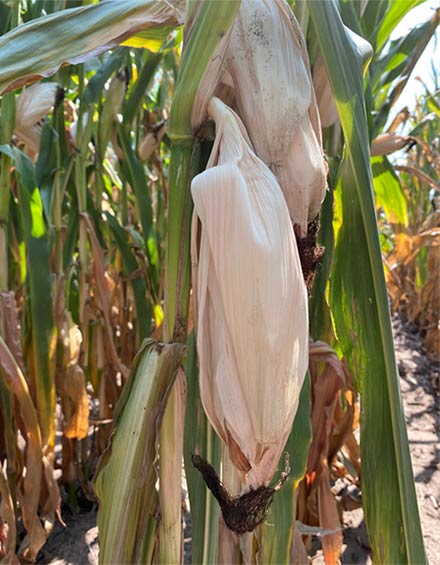 Severe late-season stress can weaken stalks and ear shanks as the plants remobilize carbohydrates to fill the ear.