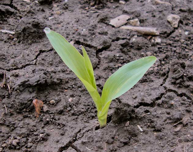 Corn plant at the V1 growth stage.