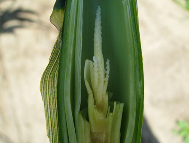 Dissected corn plant showing immature tassel inside the stalk at V8.