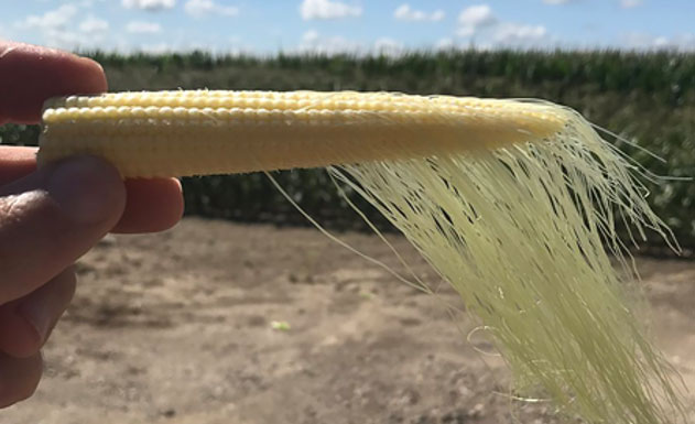 Corn ear at R1 with silks.