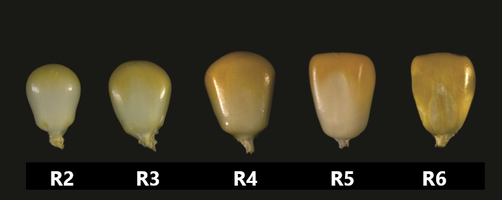 Corn kernels from stage R2 to R6.
