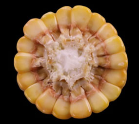 Corn ear stage R5