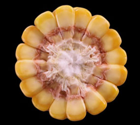 Corn ear stage R5.25