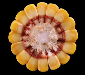Corn ear stage R5.5