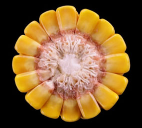Corn ear stage R5.75