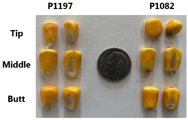 Photo - Representative kernels from the tip, middle, and butt of an ear from hybrid families with above-average and below-average kernel weight in 2019.