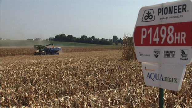 Optimum AQUAmax corn hybrids were the first seed product concept delivered using DNA markers covering the entire corn genome to improve quantitative traits