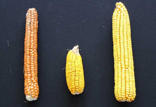 Ears from a northern flint - Longfellow - southern dent - Gourdseed - and Corn Belt dent - Reid Yellow Dent -  variety.
