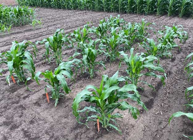 A plot of Pioneer hybrid 307 in the History of Corn demonstration at the Corteva Agriscience Johnston Global Business Center