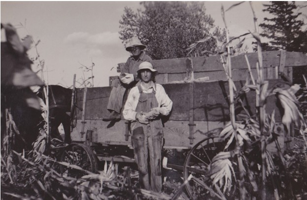 Hand-harvesting corn -  1939