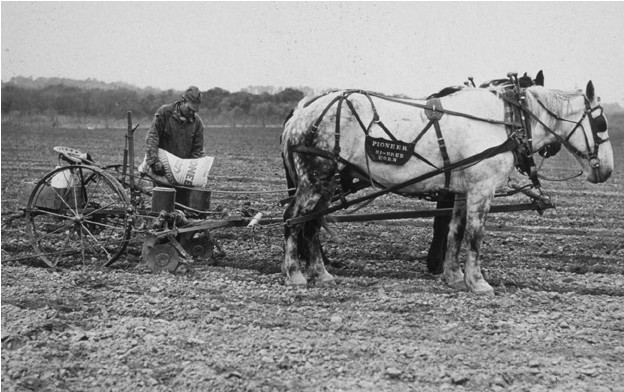 A horse-drawn planter typical of what was used for planting corn at the dawn of the hybrid era