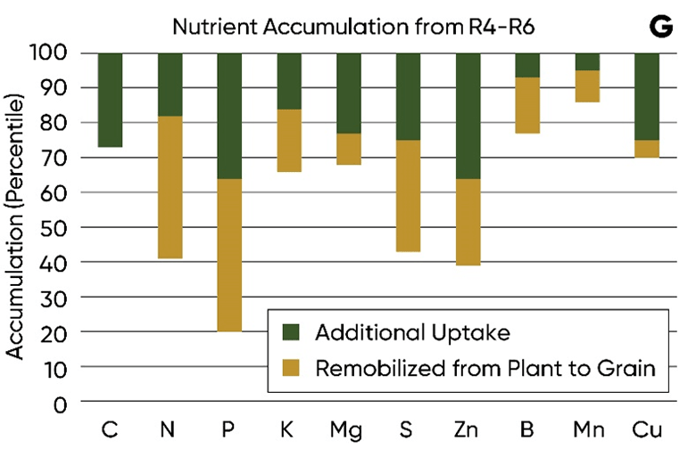 Chart - Relative amounts of nutrients acquired by the corn plant at different growth stages - R4-R6.