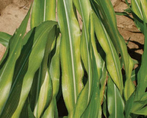 Corn leaves showing zinc deficiency
