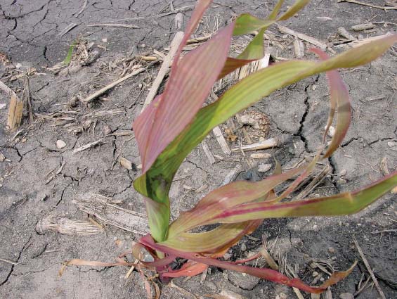Corn seedling showing purple color due to phosphorus deficiency
