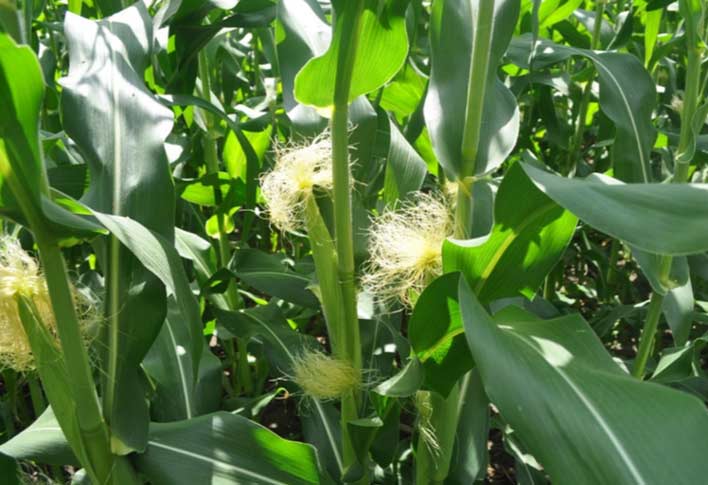 Photo - Closeup - corn plants in field - early summer.