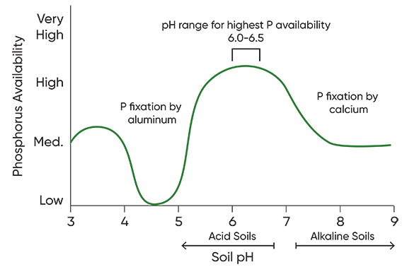 The effect of soil pH on phosphorus availability