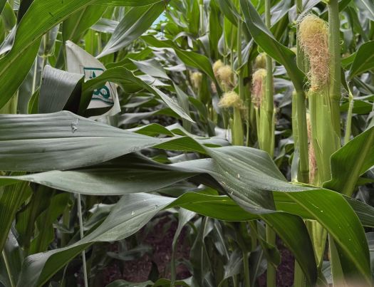 Corn ears on plants in field - almost mature ears
