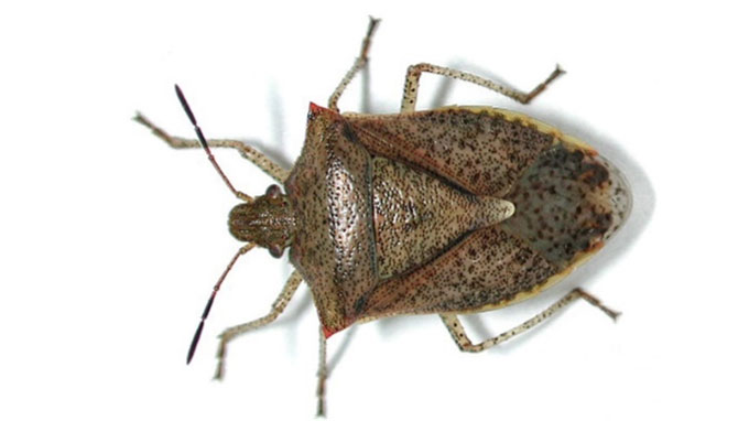 Photo - adult brown stink bug beetle