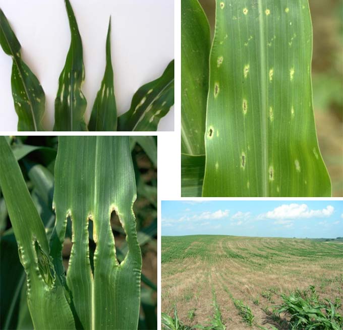 Photos - corn plants and leaves suffering damage from insect feeding.