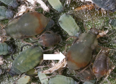 Oat-bird Cherry Aphids