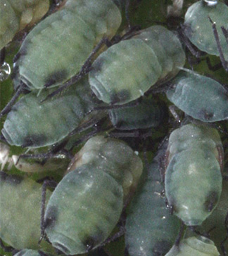Pest ID - aphids - Blue-green color - trimmed in black