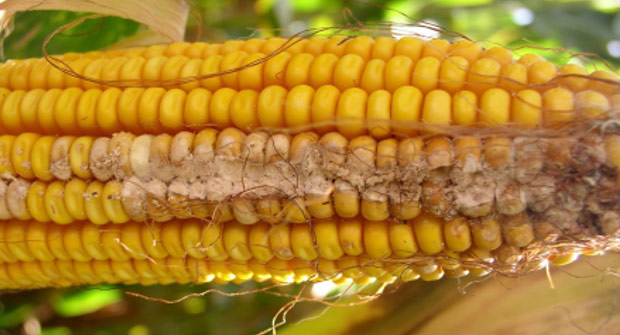 Photo - damage to corn ear from insect feeding