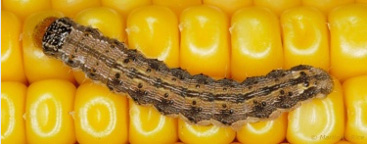 Photo - Corn Earworm larva