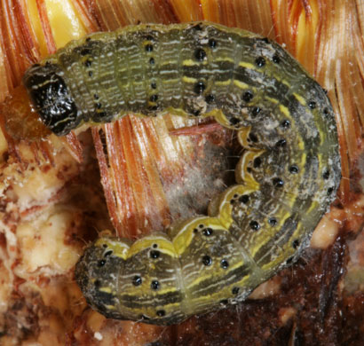 Photo - corn earworm larva