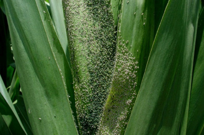 Corn leaf aphids on plant