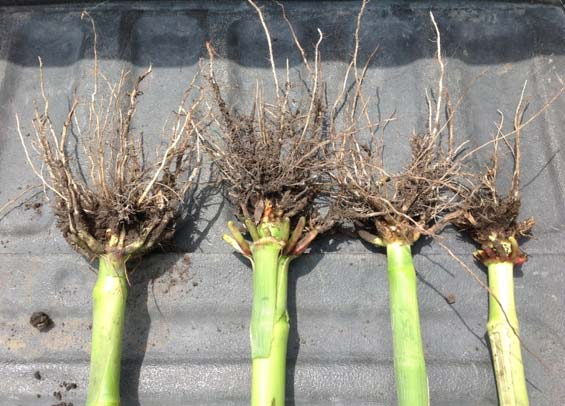 CRW damage to corn plant roots