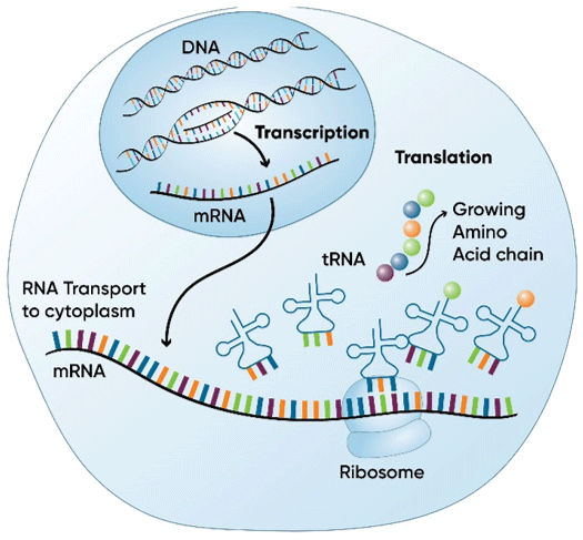 Diagram showing two primary processes involved in producing proteins from genetic information coded in DNA: transcription and translation