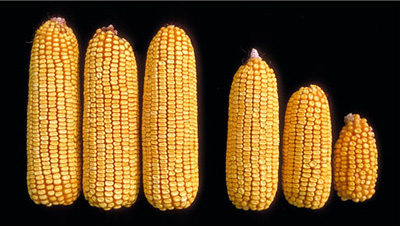 Corn ears from uninfested and heavily infested plants
