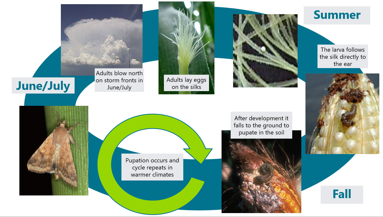 Corn Earworm Pioneer® Seeds