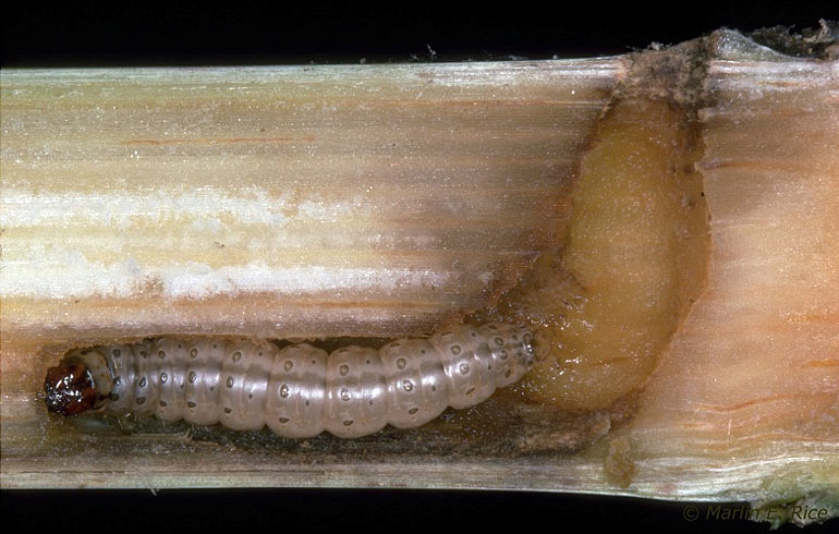 Photo - A late-stage corn borer tunneling inside a cornstalk.