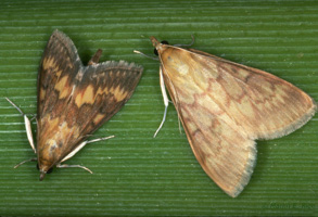 Photo - European corn borer moths