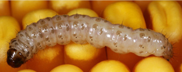 Photo - European Corn Borer larva