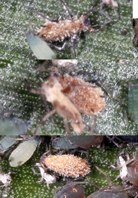 Entomoptera Fungus