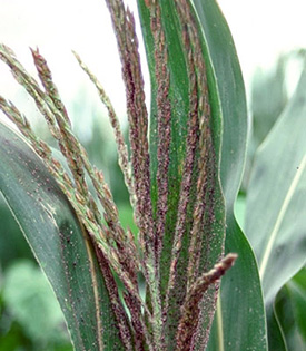 Heavily infested corn plant tassel