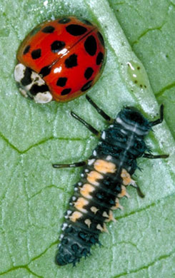 Lady Beetle