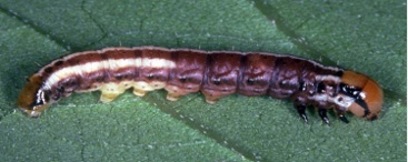 Photo - Lesser Corn Stalk Borer larva