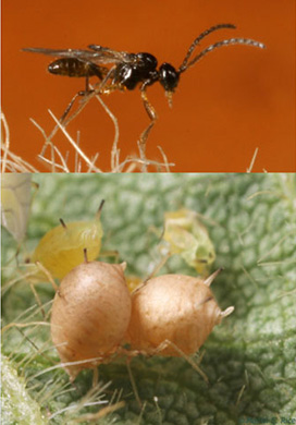 Parasitic Wasps