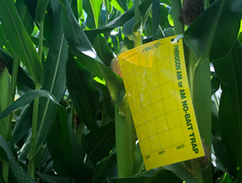  A new Pherocon<sup>®</sup> AM/NB sticky trap set in a corn field near Mount Morris, Illinois.