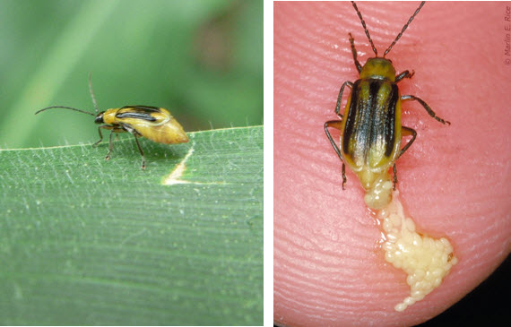 Photo - Western corn rootworm gravid adult beetle.