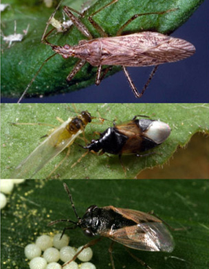 Damsel Bug - Minute Pirate Bug - Big Eyed Bug