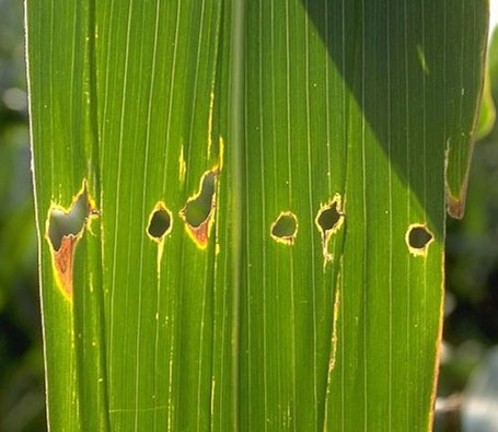 Photo - Shot hole feeding pattern caused by European corn borer.