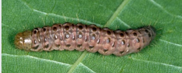 Photo - Sod Webworm larva