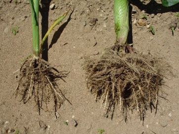 Stunted growth of the corn plant on the left due to corn nematode pressure.
