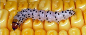 Photo - Southwestern Corn Borer larva