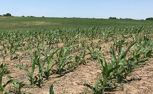 Patches of unevenly sized corn plants caused by wheat stem maggot feeding - earlier in the growing season