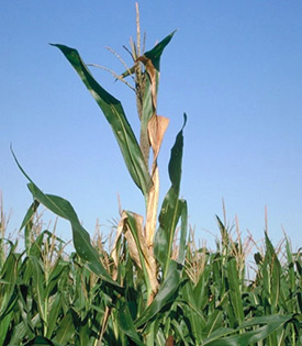 Upper leaves on corn plant killed by aphids